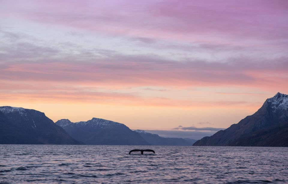 From Alta: Fjord & Whale Adventure - Customer Reviews and Feedback