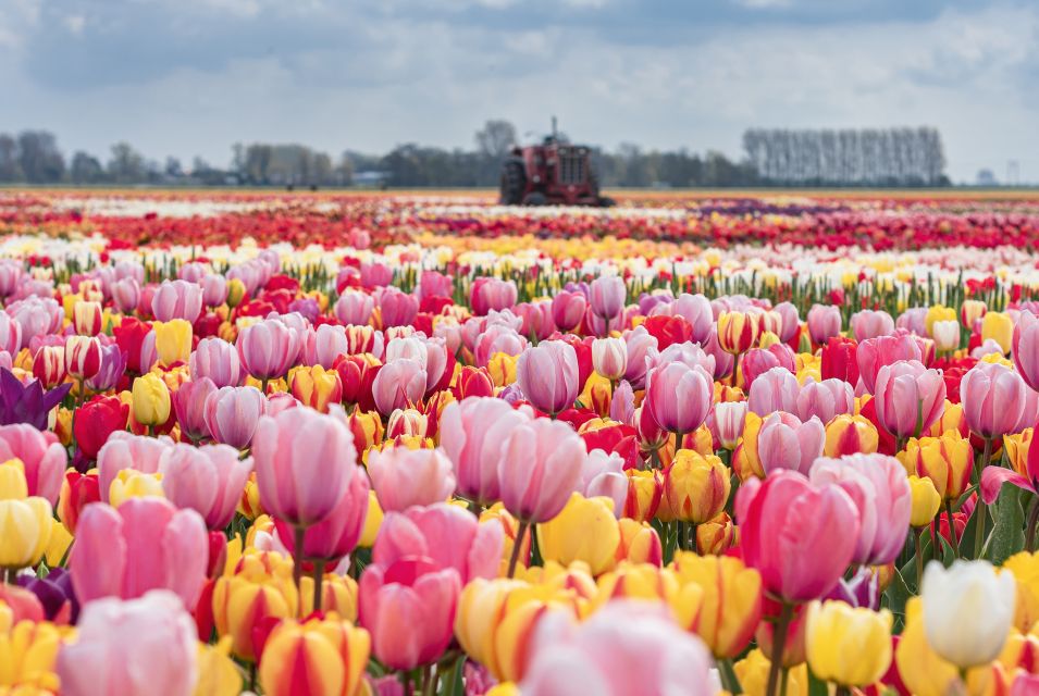 From Amsterdam: Private Keukenhof and Tulip Experience Tour - Customer Reviews