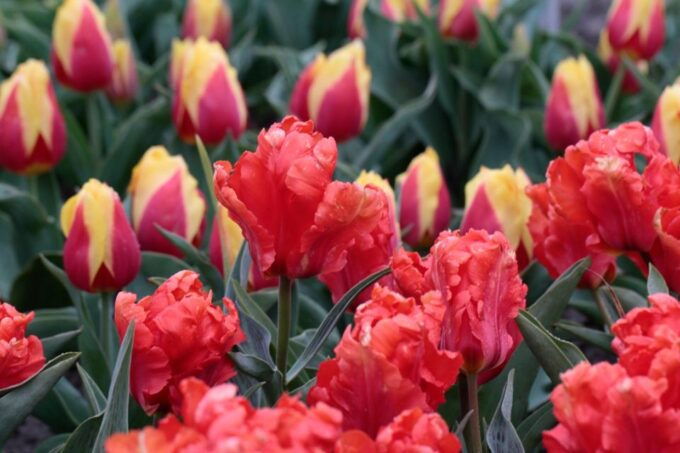 From Amsterdam: Tulip Fields of Holland Tour - Meeting Point Instructions