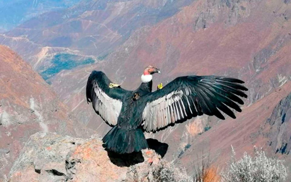 From Arequipa: Colca Canyon Hotel Tour of 2d/1n - Directions