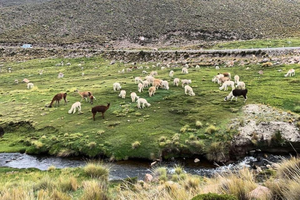 From Arequipa: Excursion to Salinas Lagoon - Excursion Highlights