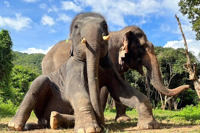 From Bangkok: Elephant Jungle Sanctuary Day Trip - Important Reminders