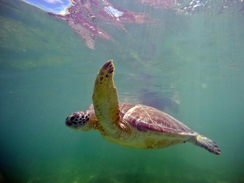 From Cancun/Riviera Maya Snorkel With Sea Turtles & Cenotes - Additional Details