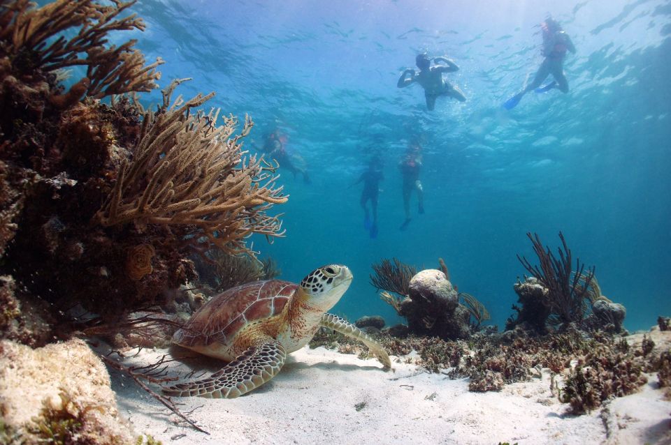 From Cancun: Tulum and Akumal Cenote and Turtle Swim Tour - Booking Information