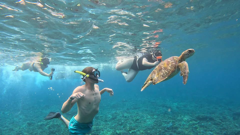 From Ceningan: Snorkeling With Turtle Experience - Snorkeling Gear Included