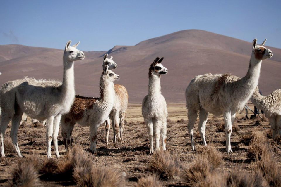 From Chivay - Colca Chivay - Puno Route - Common questions