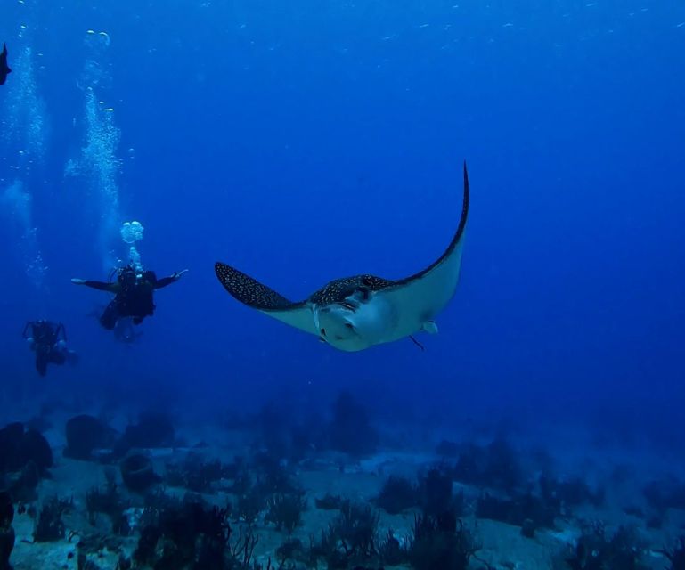 From Cozumel: Double Tank Scuba Diving for Certified Divers - Safety Measures for Double Tank Diving