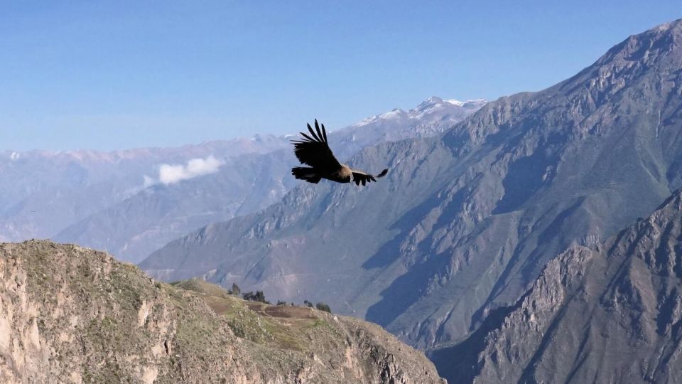 From Cusco: Condor Sighting in Chonta - Common questions