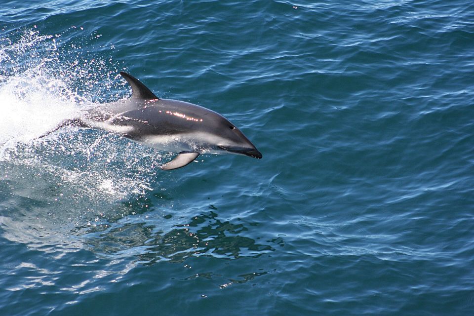 From Faro: Dolphin-Watching & Wildlife - Directions