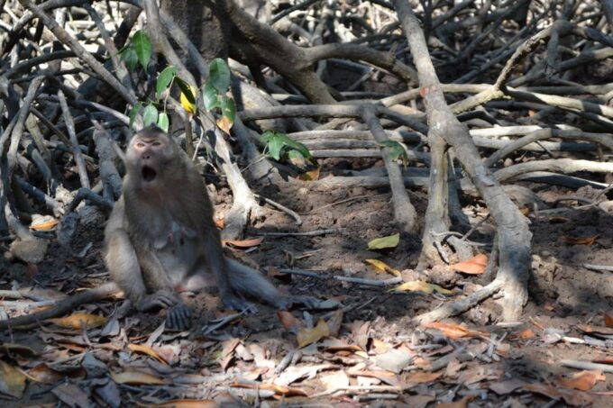 From Ho Chi Minh City: Can Gio Mangrove Guided Forest Tour - Participant Information