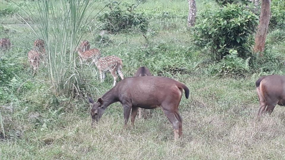 From Kathmandu: 2 Night 3 Days Chitwan Wildlife Jungle Tour - Pricing, Reservation, and Location