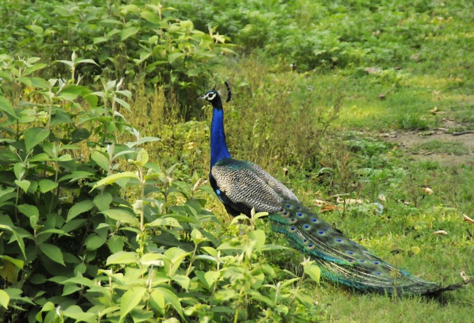 From Kathmandu: Trishuli River Rafting With Chitwan Tour - Highlights and Wildlife