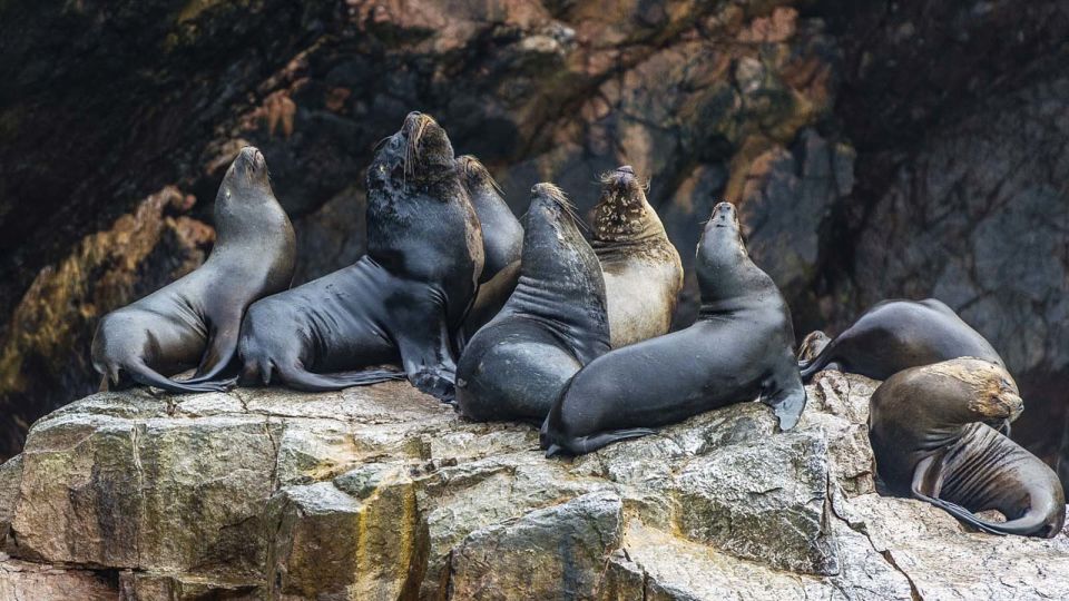 From Lima: Full-Day Tour of Islas Ballestas and Huacachina - Last Words