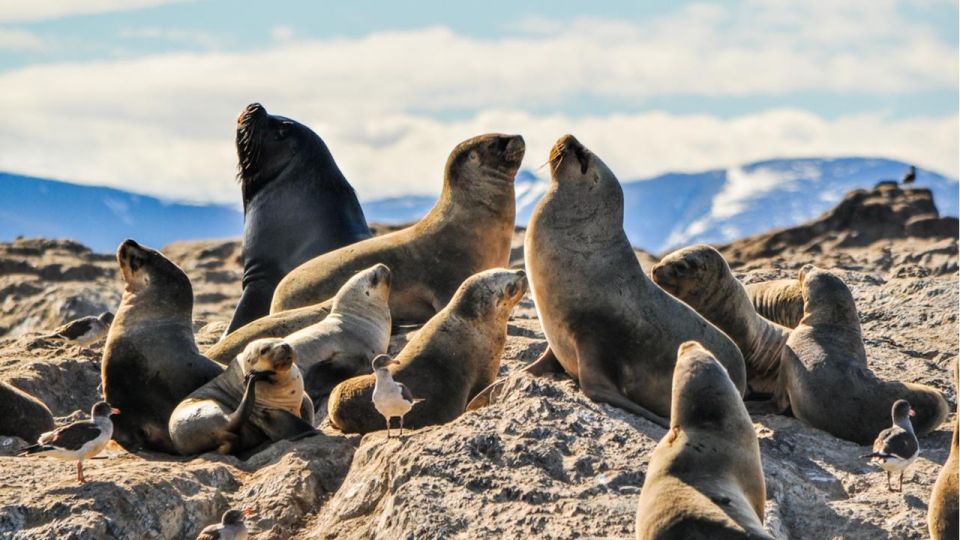 From Lima: Tour Palomino Islands - Callao Bay Half Day - Bay of Callao Exploration