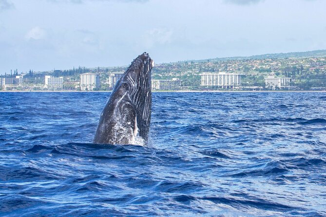 From Maalaea Harbor: Whale Watching Tours Aboard Winona Catamaran - Group Tour Highlights