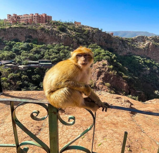 From Marrakech: 1-Day Group Trip to the Ouzoud Waterfalls - Overall Experience