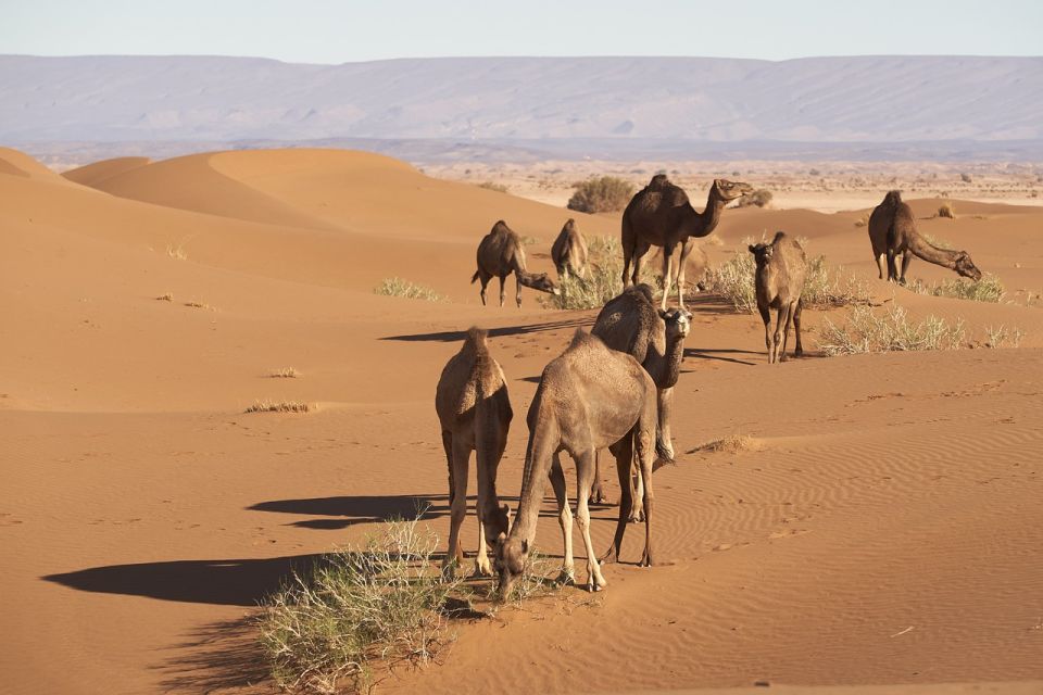 From Marrakech : 3 Days 2 Nights to Sahara Merzouga Desert - Last Words