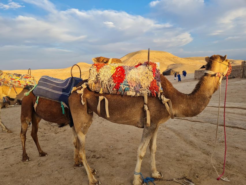 From Marrakech: Camel Ride Sunset Dinner and Show Desert - Cultural Immersion & Activities