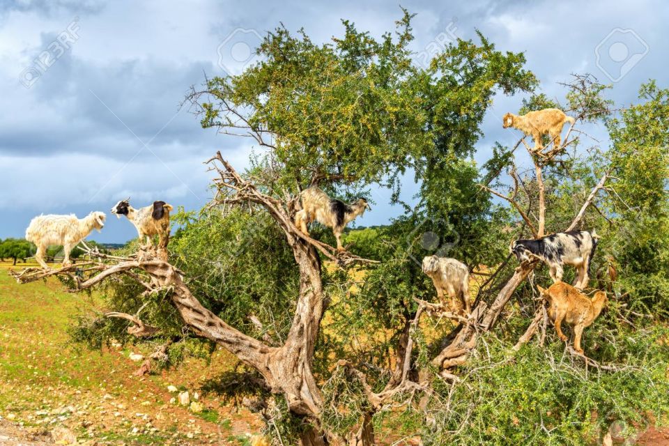 From Marrakech to Agadir : Private Day Trip With Cable Car - Additional Information