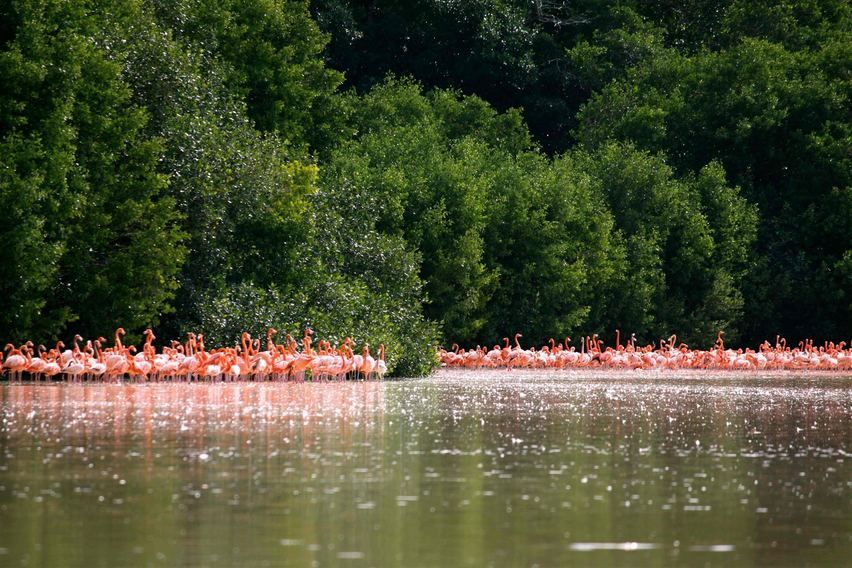 From Mérida: Ria Celestun Biosphere Reserve Tour - Additional Information