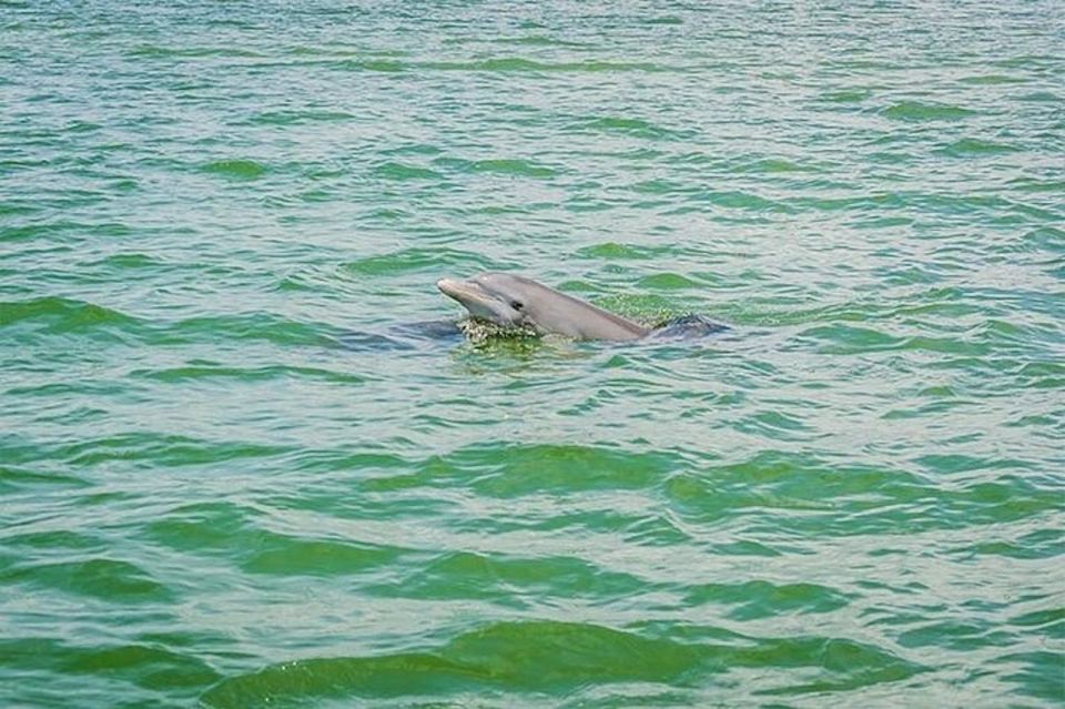 From Naples, FL: Marco Island Mangroves Kayak or Paddle Tour - Customer Reviews and Recommendations