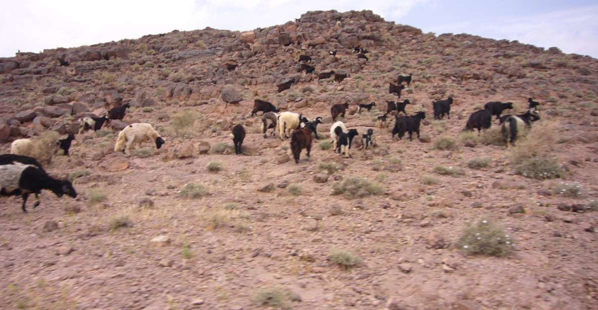 From Ouarzazate: 2-Day Erg Lihdoui and Mhamid Desert Tour - Camel Ride and Draa Valley Exploration