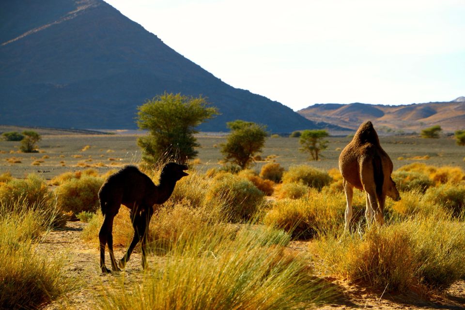 From Ouarzazate: Private 2-Day Merzouga Desert Tour - Customer Feedback