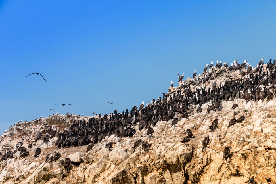 From Paracas: Ballestas Island Marine Wildlife Watching - Directions