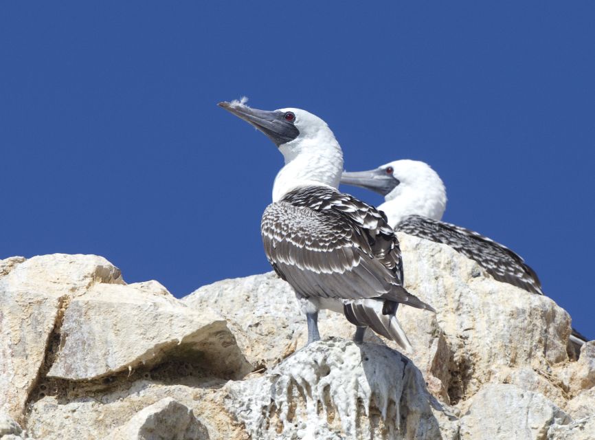 From Paracas: Ballestas Islands and Tambo Colorado Tour - Common questions