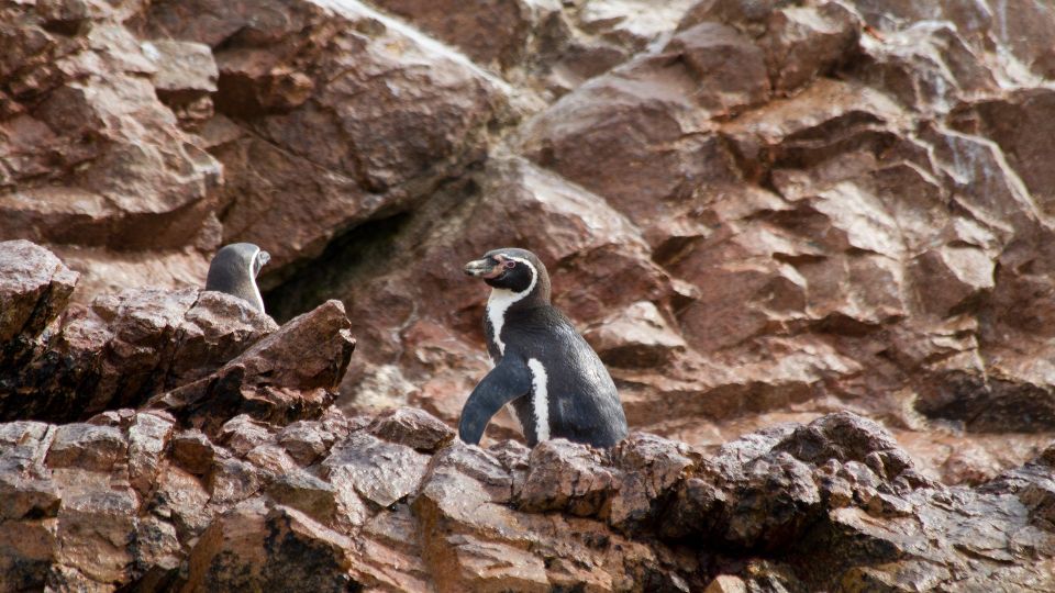 From Paracas: Ballestas Islands Boat Ride Tour - Directions