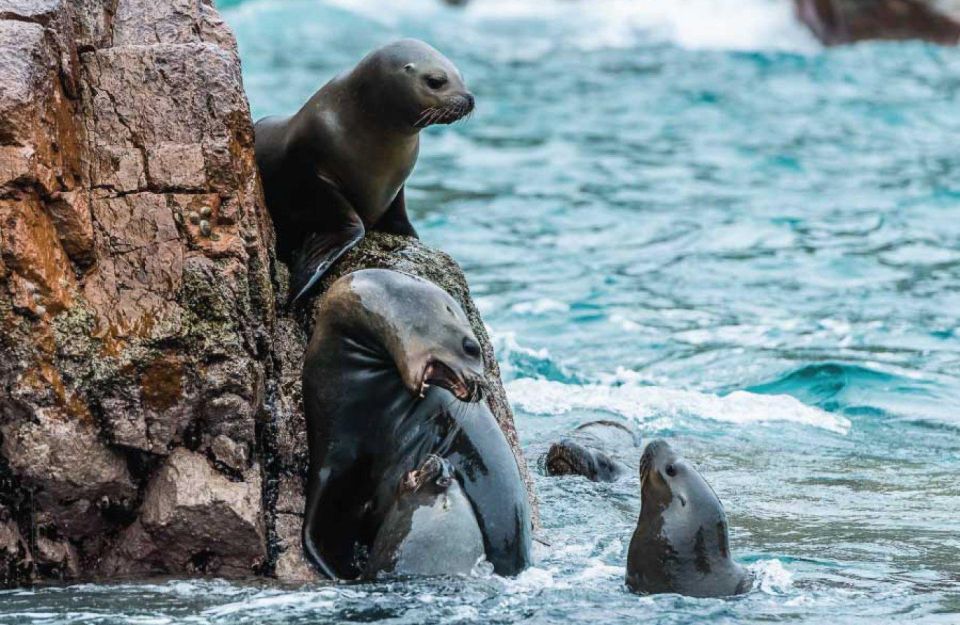 From Paracas: Ballestas Islands Guided Tour - Location Information