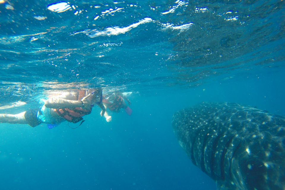 From Playa Del Carmen: Whale Shark Tour - Return Transfers