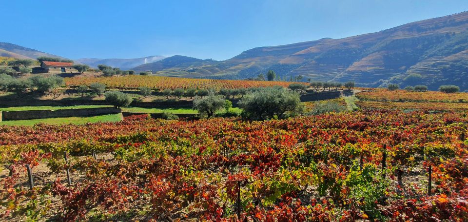 From Porto Day Douro Valley Wine Tour 2 Wineries & Lunch - Pricing and Information