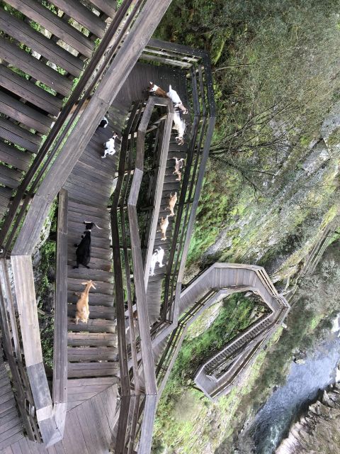 From Porto - Paiva Walkways and Suspension Bridge - Last Words