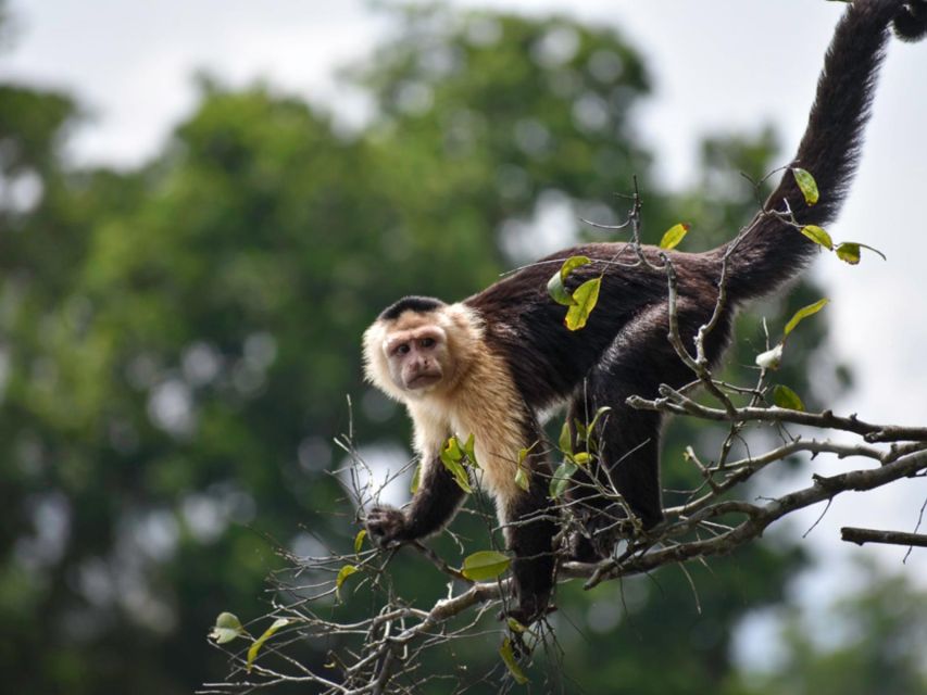 5 from puerto maldonado kayak tour monkey island for 1 day From Puerto Maldonado Kayak Tour Monkey Island for 1 Day