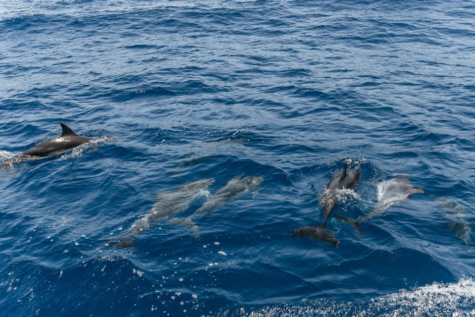 From Puerto Rico De Gran Canaria: Dolphin Watching Cruise - Additional Information