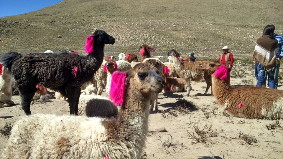 From Puno: 2-Day Colca Canyon Tour to Arequipa - Traveler Reviews and Ratings