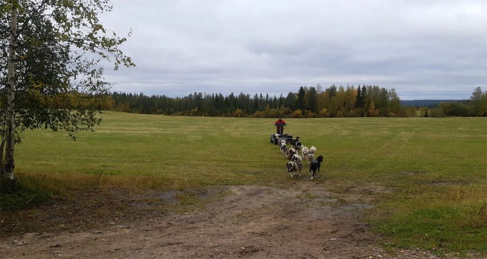 From Rovaniemi: Autumn Husky Safari Adventure - Common questions