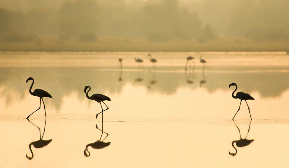 From Seville: Doñana National Park Full-Day Private Tour - Travel Directions