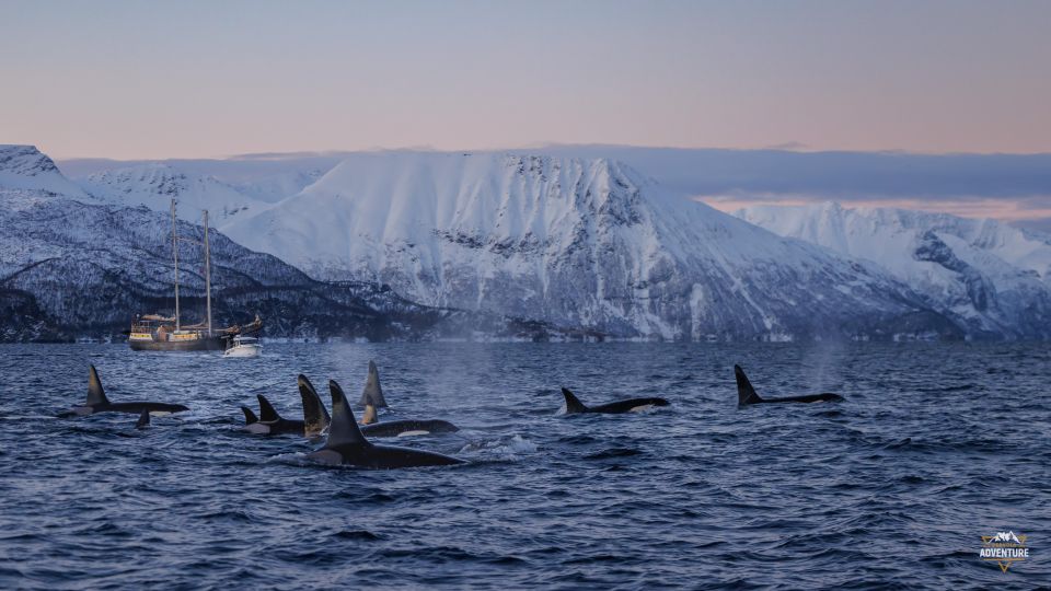 From Skjervøy: Whale Watching in a Heated Cabin Cruiser - Additional Information