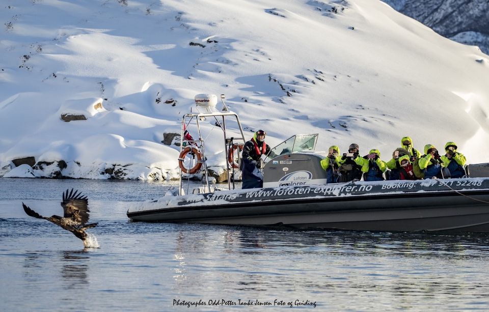 From Svolvaer: Trollfjorden Wildlife RIB Cruise - Last Words