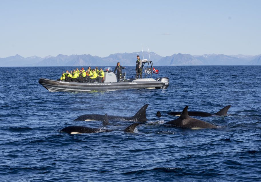 From Svolvær: Whale Watching Day Trip to Andenes - Common questions