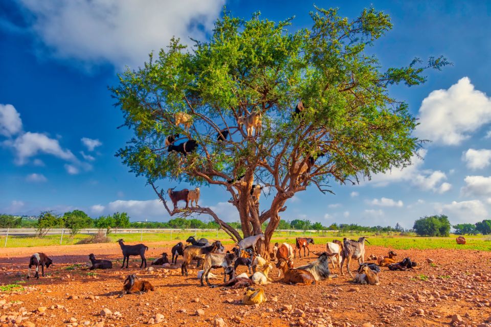 From Taghazout: Tree-Climbing Goats Sightseeing Tour - Experience Description