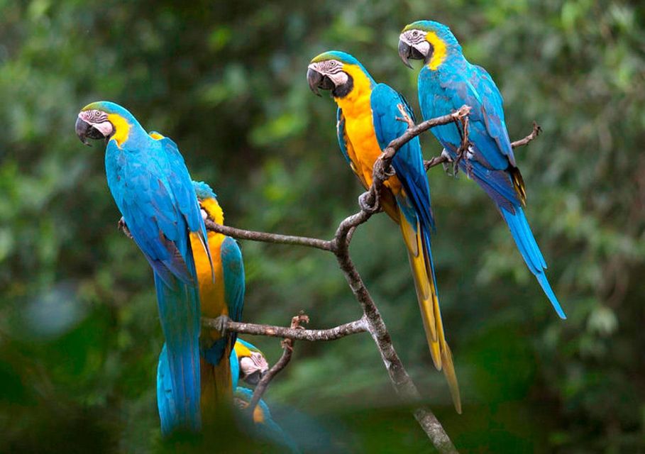 From Tambopata Photography Tour - 8 Days - River Exploration