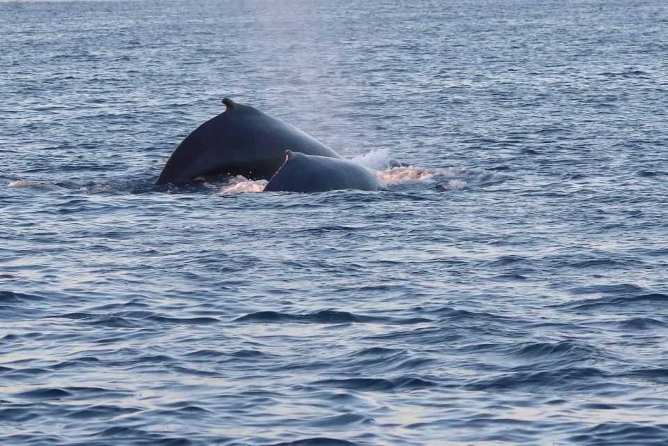 From Tromsø: All-Inclusive Whale and Sea Bird Boat Cruise - Safety and Precautions