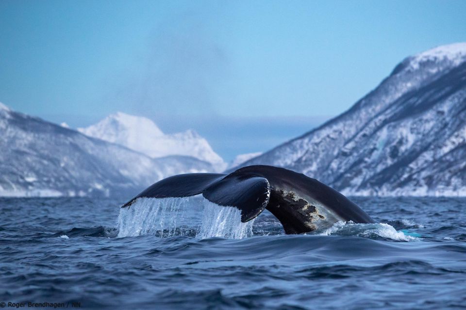 From Tromsø: Overnight Northern Lights & Whale Watching Tour - Overall Rating and Benefits