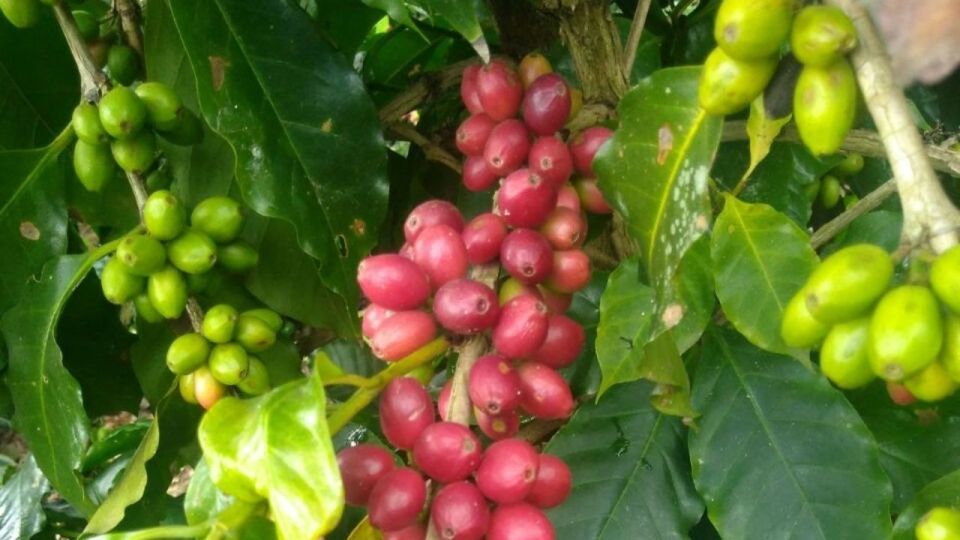 From Veracruz or Boca Del Río: Coffee Tour in Coatepec - Coffee Hacienda Visit