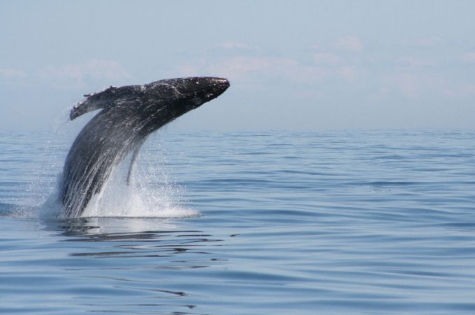 From Victoria: Whale Watching Marine Wildlife Excursion - Customer Feedback