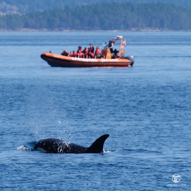 From Victoria: Whale Watching Tour by Zodiac Boat - Tour Guide Information