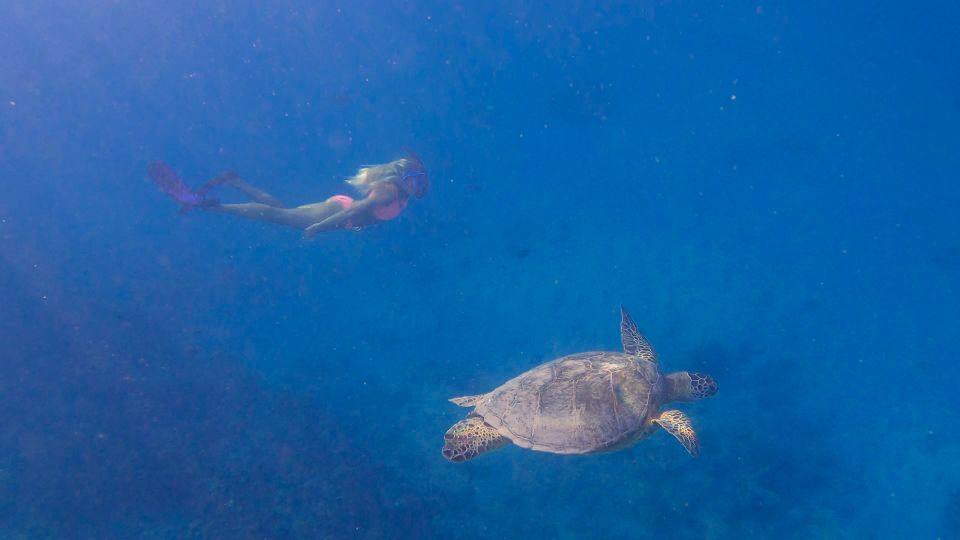 From Waikiki: Turtle Canyons Snorkeling Tour - Customer Testimonials